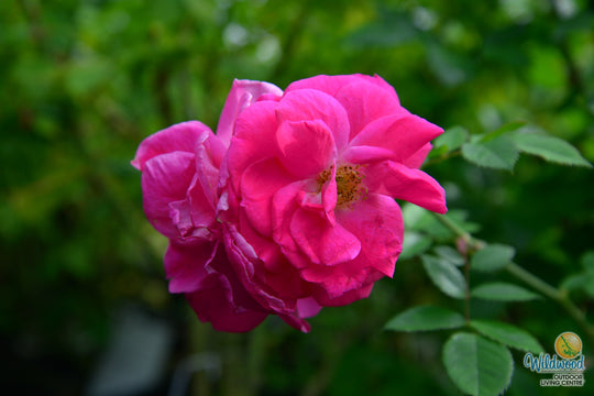 Felix LeClerc - Cold Hardy Rose