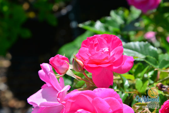 Felix LeClerc - Cold Hardy Rose