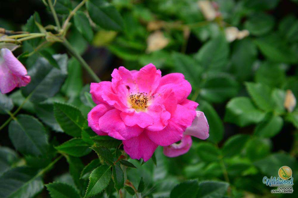 Felix LeClerc - Cold Hardy Rose