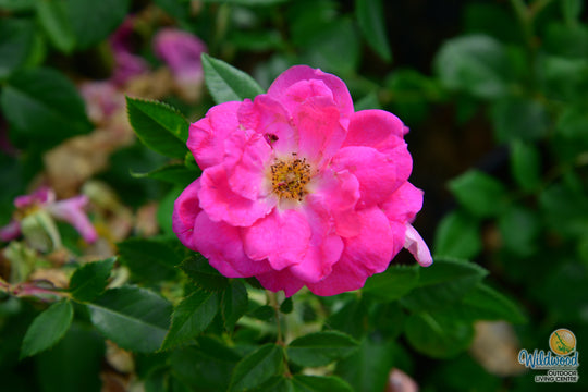 Felix LeClerc - Cold Hardy Rose