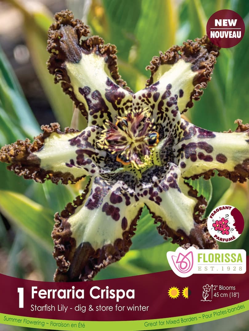 Starfish Lily - Ferraria crispa