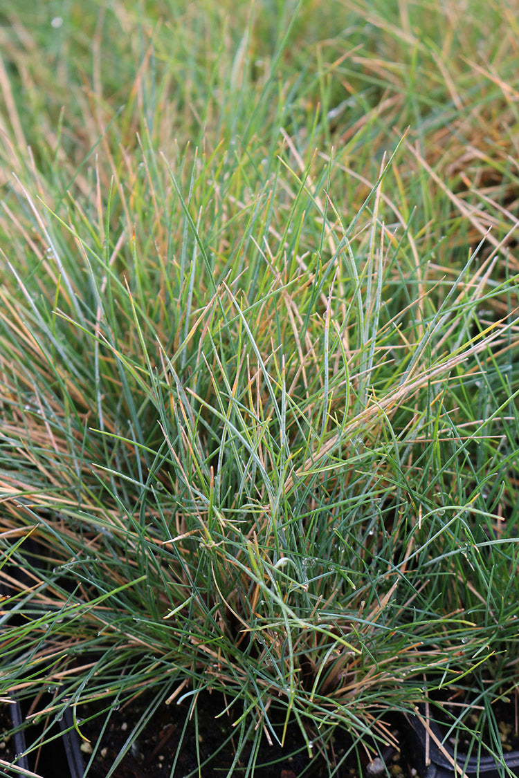 Fescue - Elijah Blue, 1 Pack