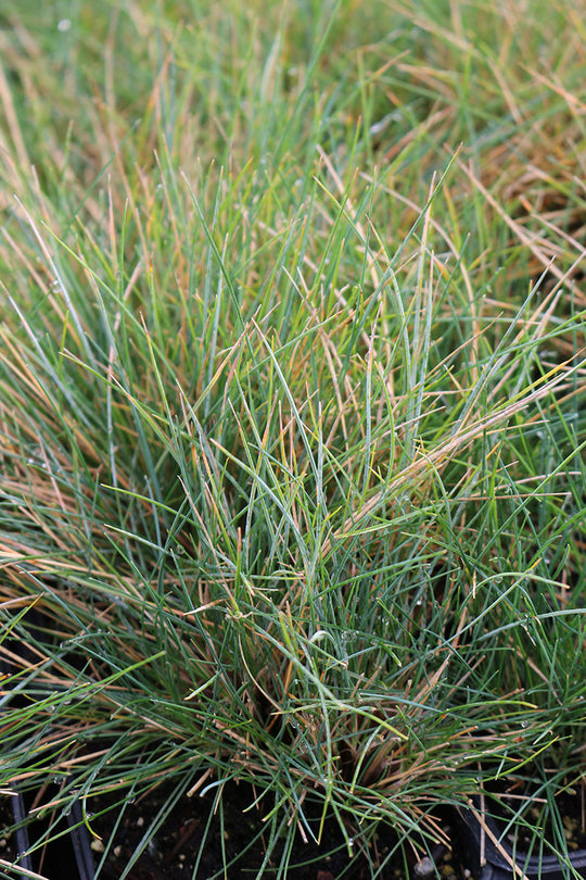 Fescue - Elijah Blue, 1 Pack