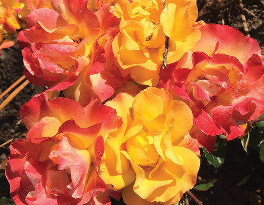 Veranda® Fiesta - Kordes® Roses