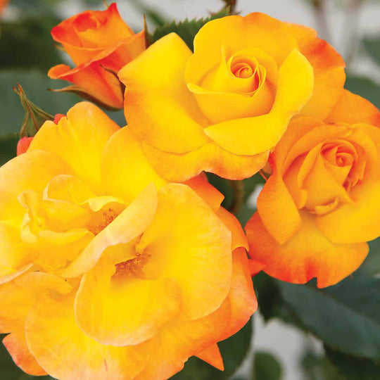 Veranda® Fiesta - Kordes® Roses