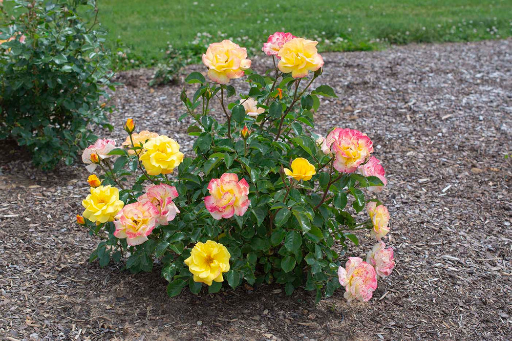 Veranda® Fiesta - Kordes® Roses