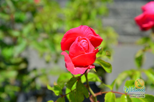 Eleganza® Fiji™ - Kordes® Roses