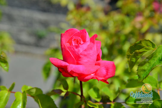 Eleganza® Fiji™ - Kordes® Roses