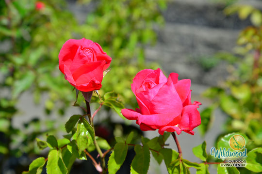 Eleganza® Fiji™ - Kordes® Roses