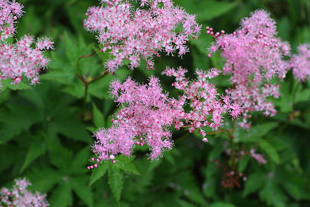 Meadowsweet - Kahome, 1 Pack