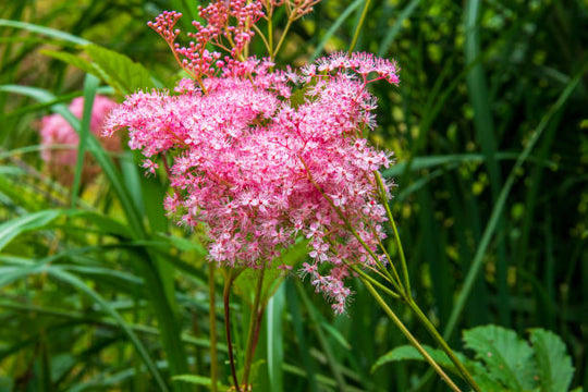Meadowsweet - Red Umbrellas, 1 Pack