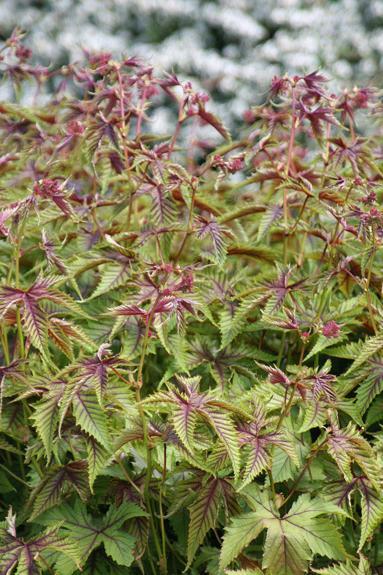 Meadowsweet - Red Umbrellas, 1 Pack