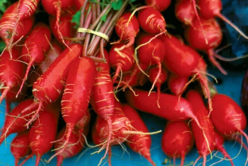 Radish Fire Candle International - Aimers Seeds