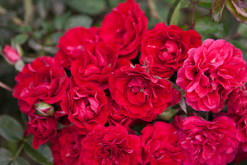 Meidiland Fire - Star Roses and Plants