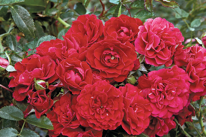 Meidiland Fire - Star Roses and Plants