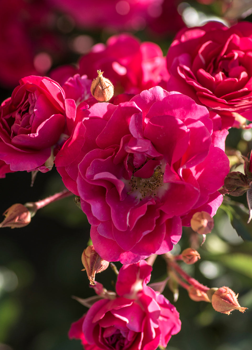 Meidiland Fire - Star Roses and Plants