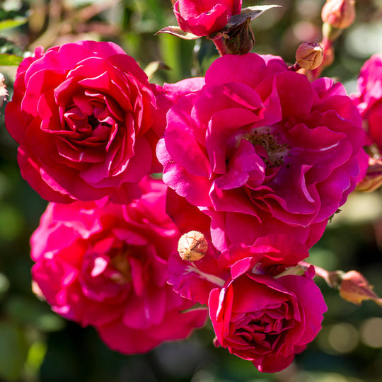 Meidiland Fire - Star Roses and Plants