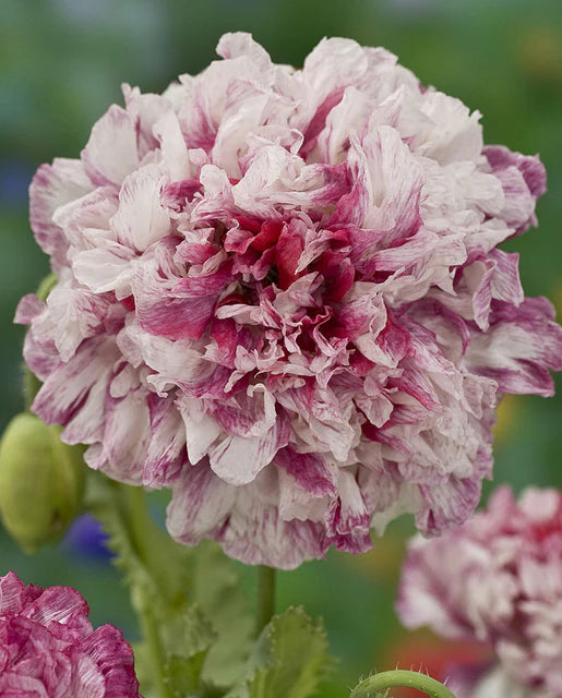 Flemish Antique Peony Poppy - West Coast Seeds