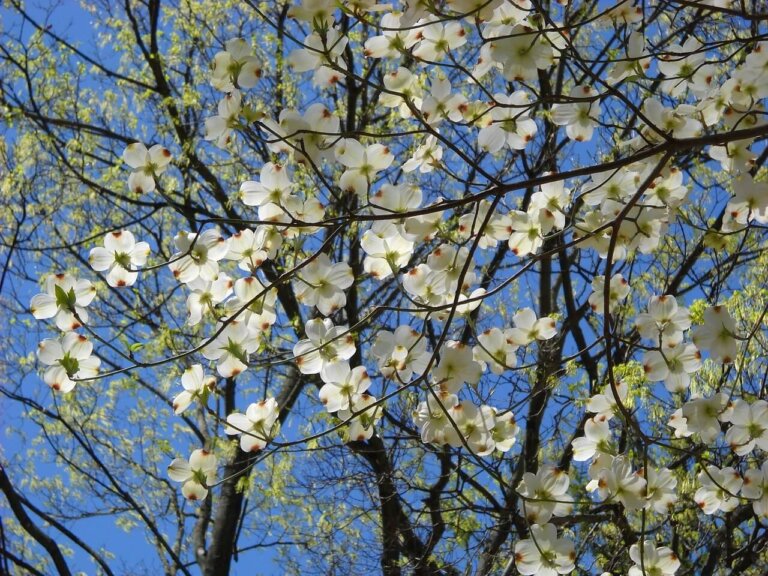 Tree Seed Flowering Dogwood - Ontario Seed Company