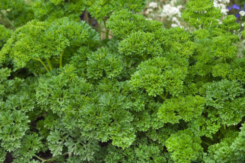 Herb Garden Jumbo - Ontario Seed Company