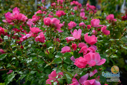 Forever & Ever Pink - Weeks Rose
