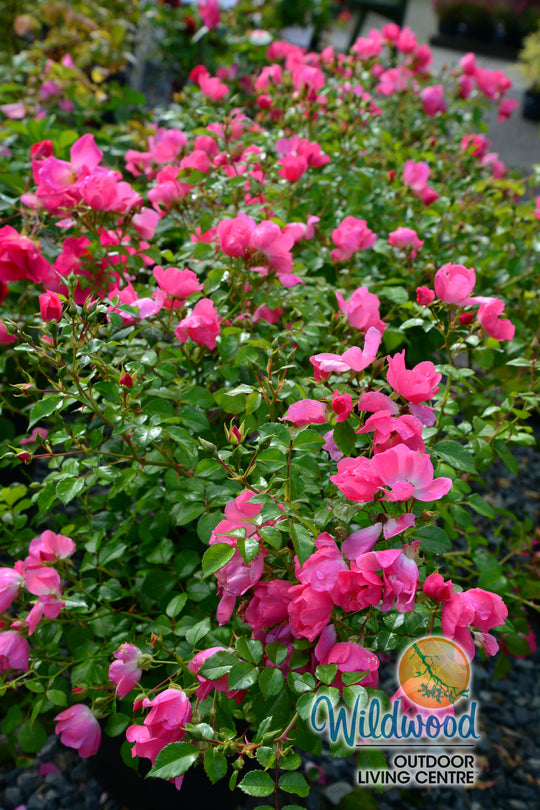 Forever & Ever Pink - Weeks Rose