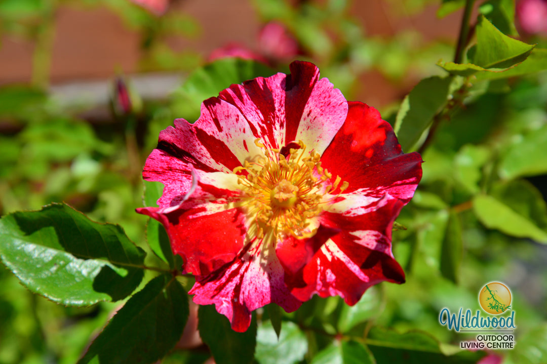 Fourth of July - Star Roses and Plants