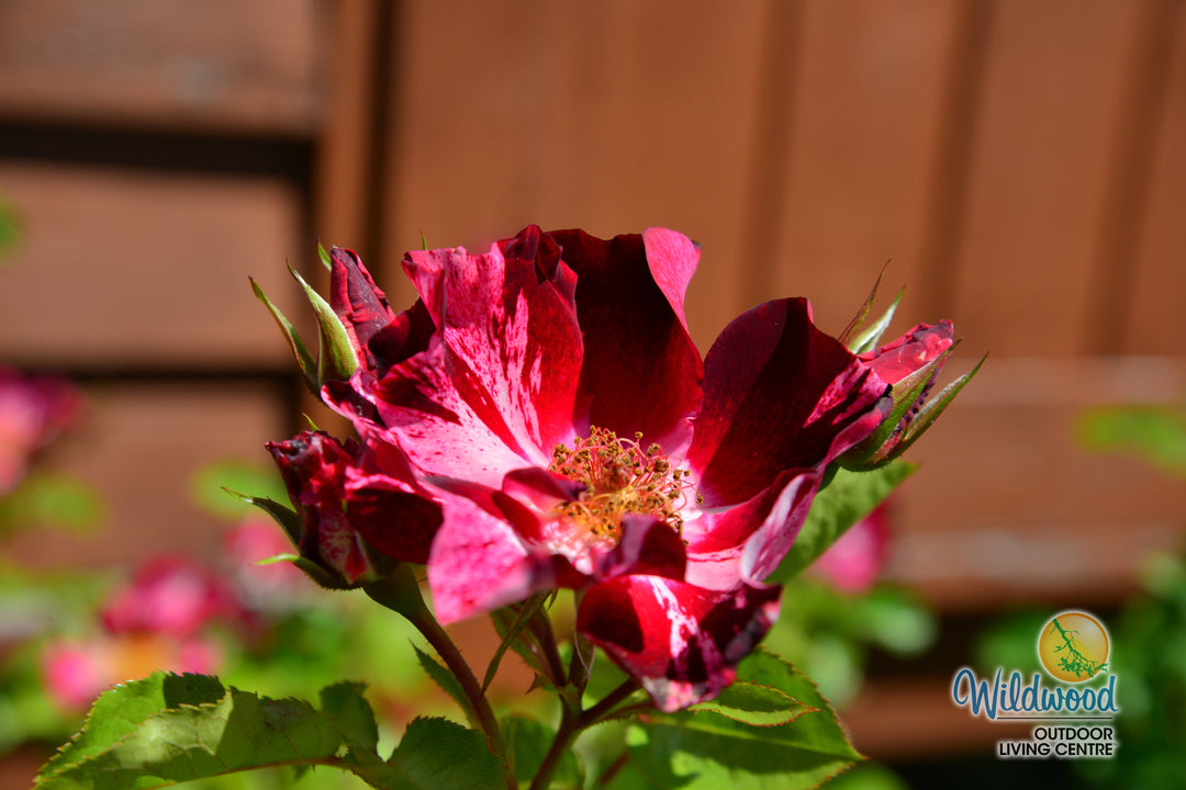 Fourth of July - Star Roses and Plants