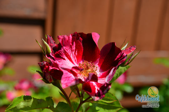 Fourth of July - Star Roses and Plants