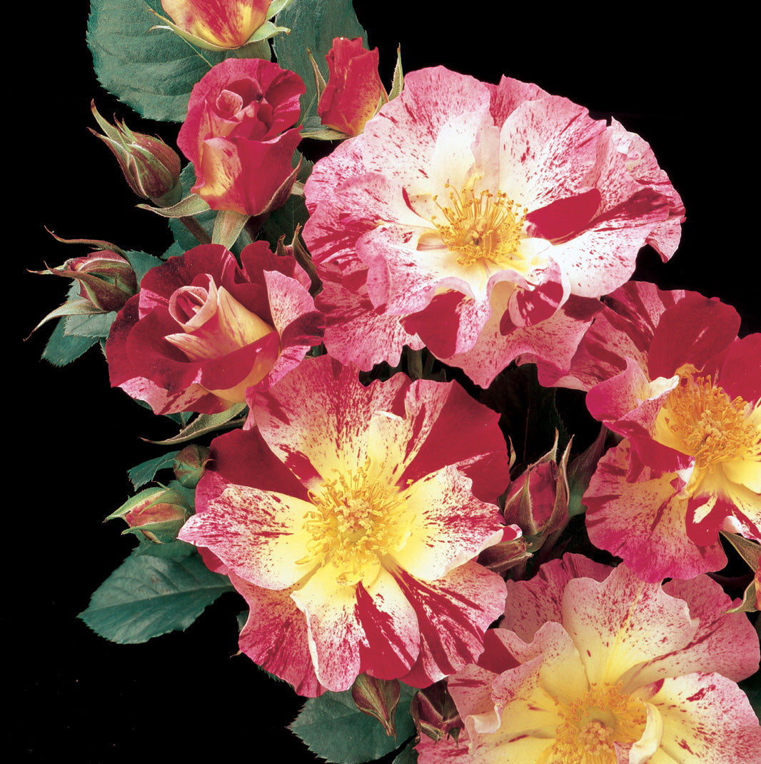 ROSE BUD 2017 PRE SPRING カタログ　森星 Fourth of July - Star Roses and Plants – Wildwood Outdoor Living