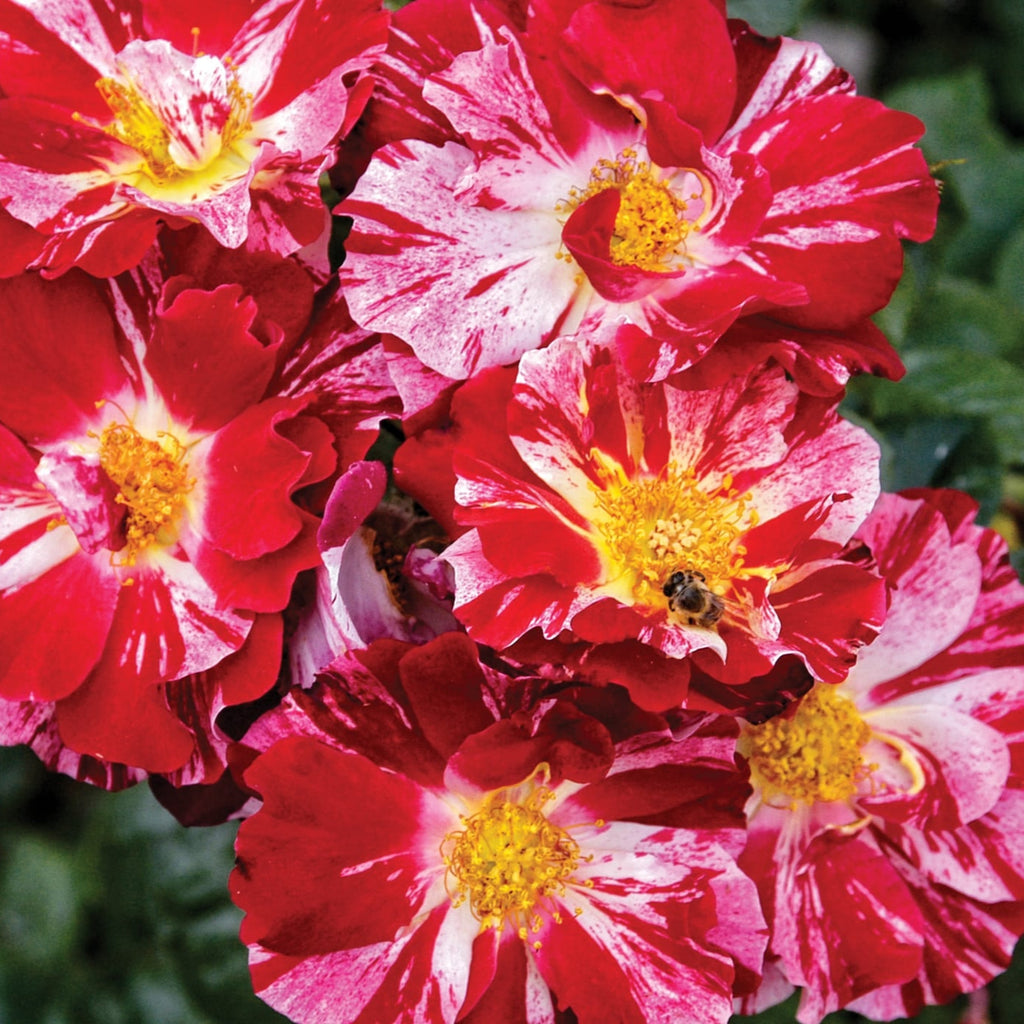 ROSE BUD 2017 PRE SPRING カタログ　森星 Fourth of July - Star Roses and Plants – Wildwood Outdoor Living