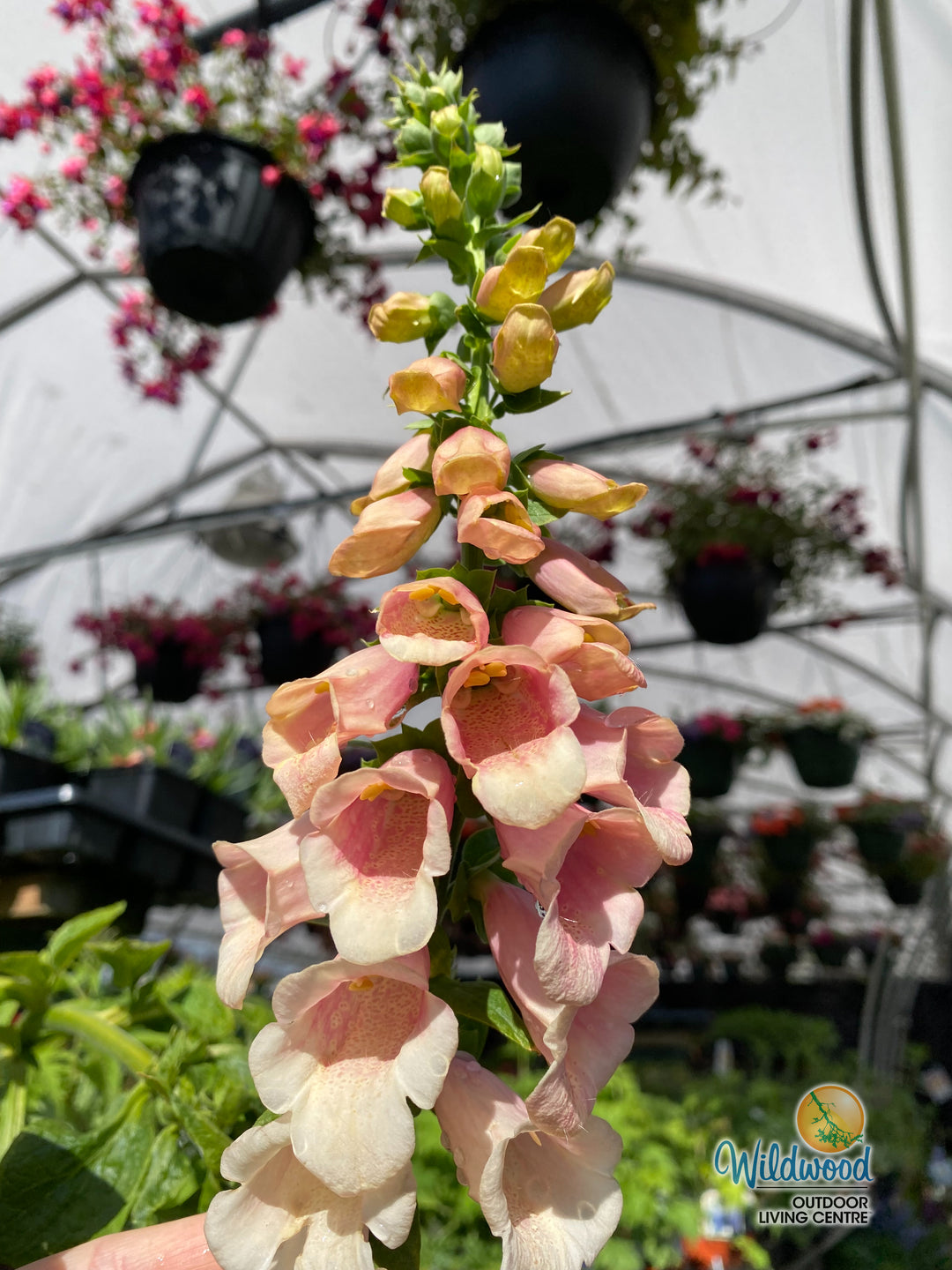 Foxglove - Dalmatian Peach, 1 Pack