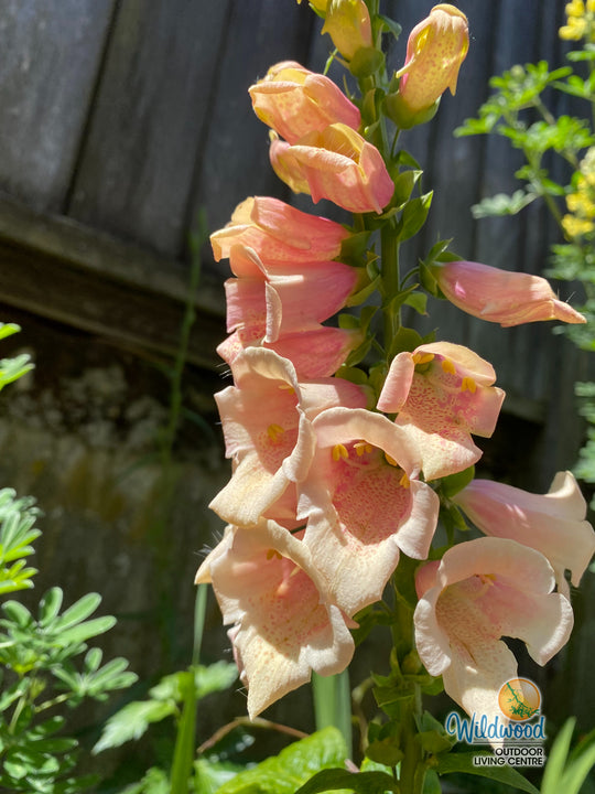 Foxglove - Dalmatian Peach, 1 Pack