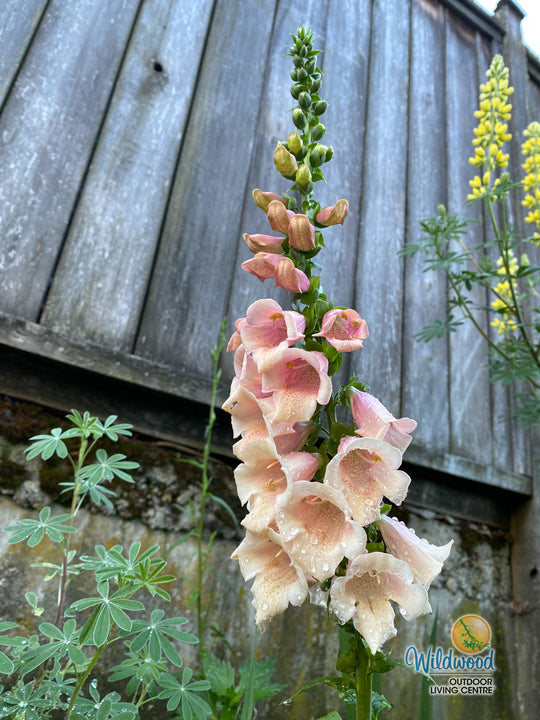 Foxglove - Dalmatian Peach, 1 Pack