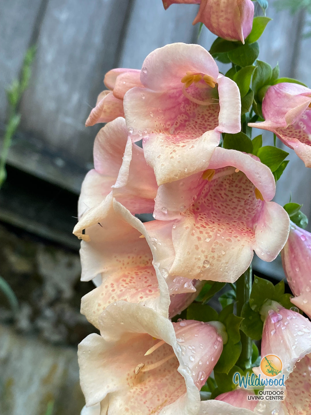 Foxglove - Dalmatian Peach, 1 Pack