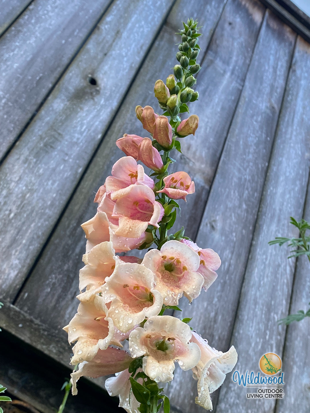 Foxglove - Dalmatian Peach, 1 Pack