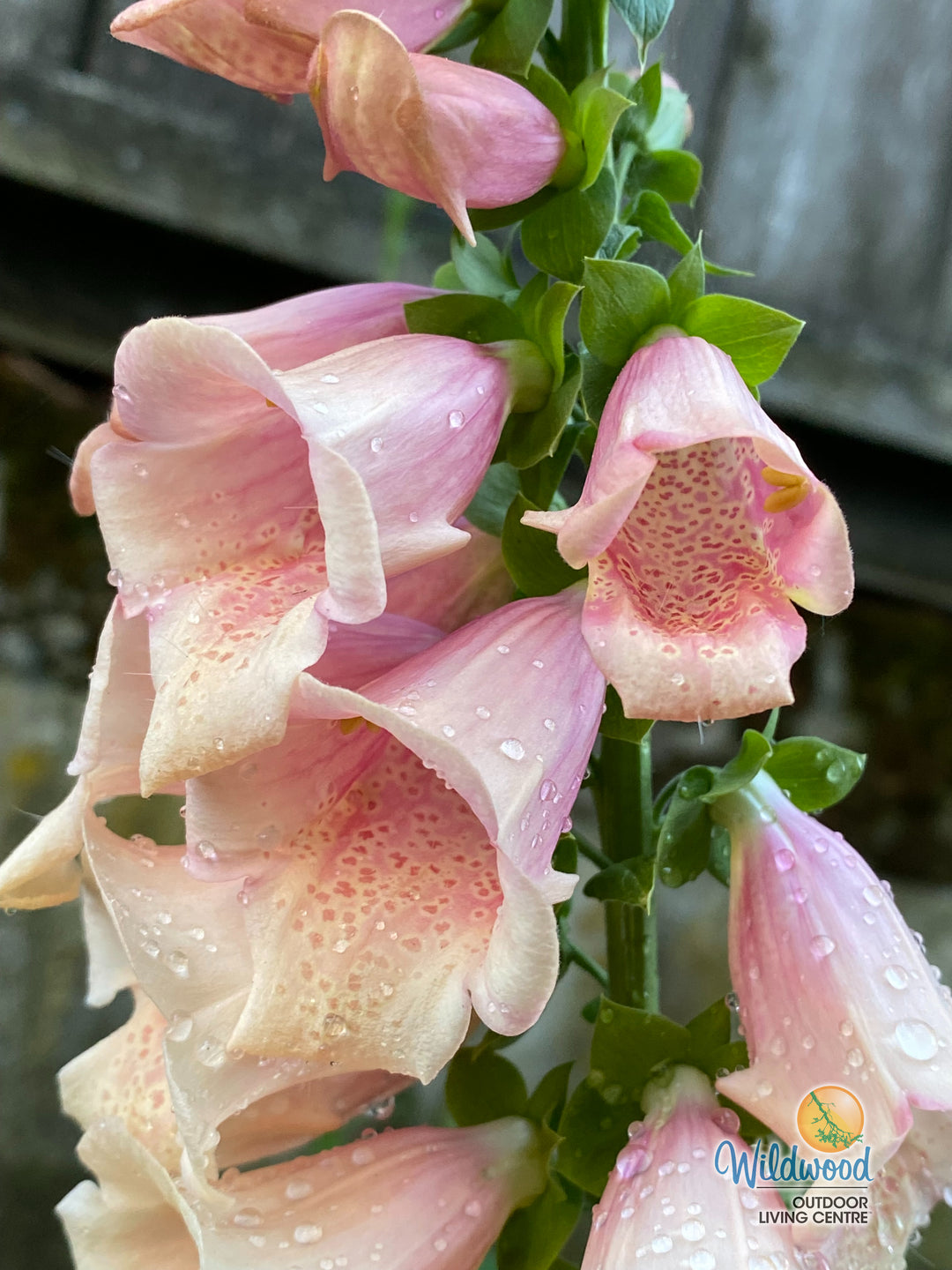 Foxglove - Dalmatian Peach, 1 Pack