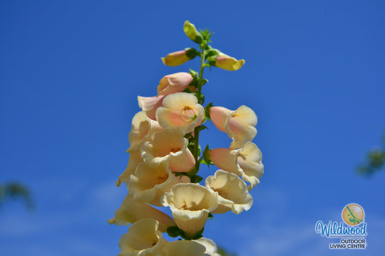 Foxglove - Dalmatian Peach, 1 Pack