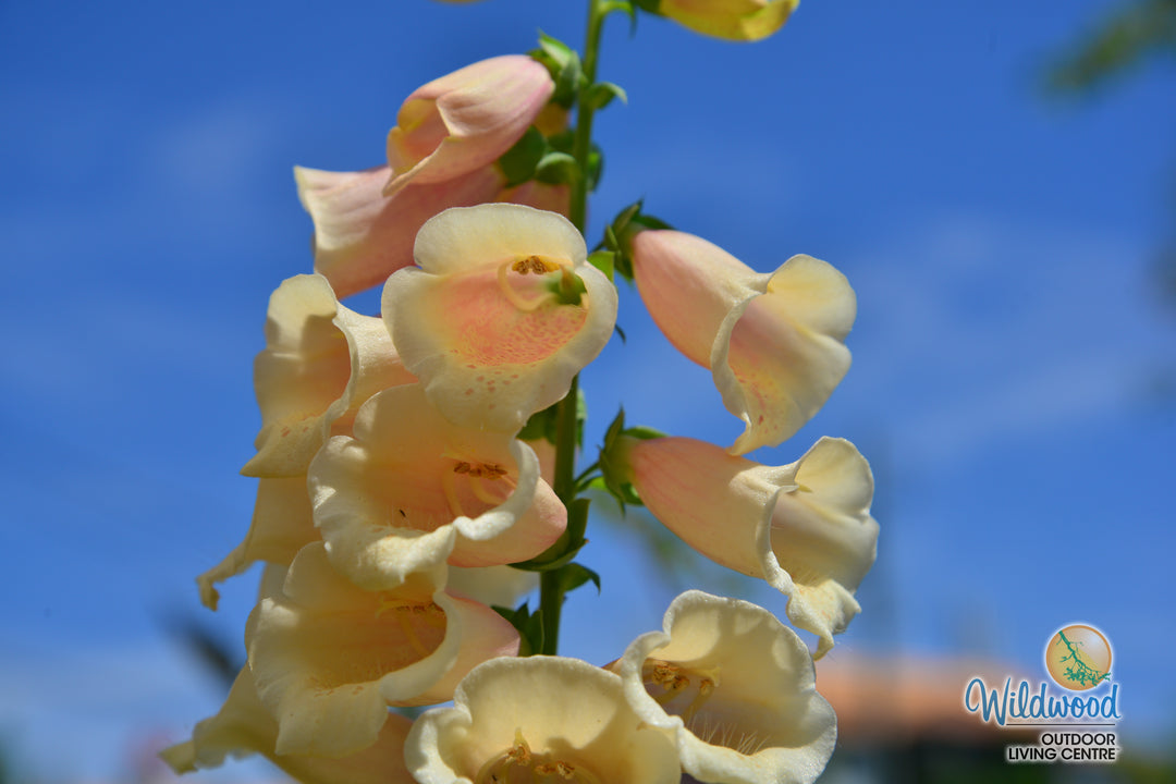 Foxglove - Dalmatian Peach, 1 Pack