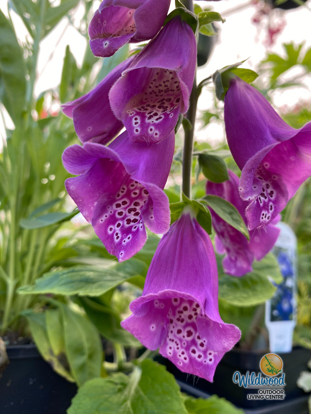 Foxglove - Dalmatian Purple, 1 Pack