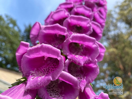 Foxglove - Dalmatian Purple, 1 Pack