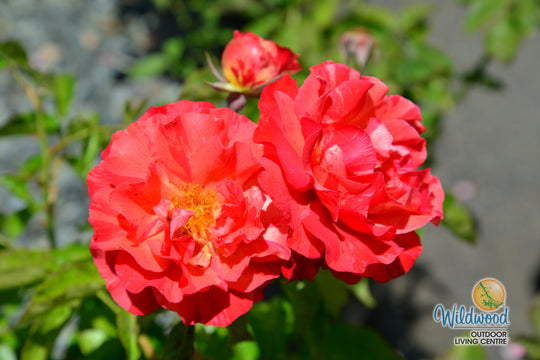 Frida Kahlo - Weeks Rose