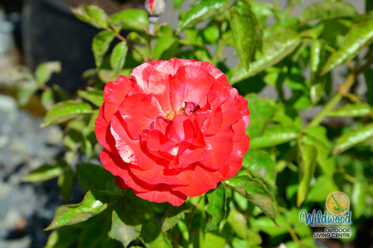 Frida Kahlo - Weeks Rose