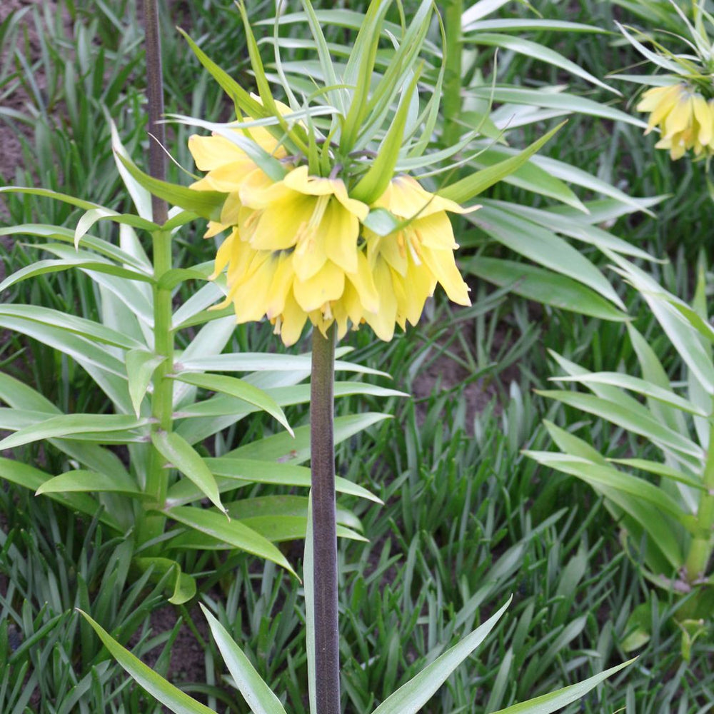 Fritillaria - Early Sensation