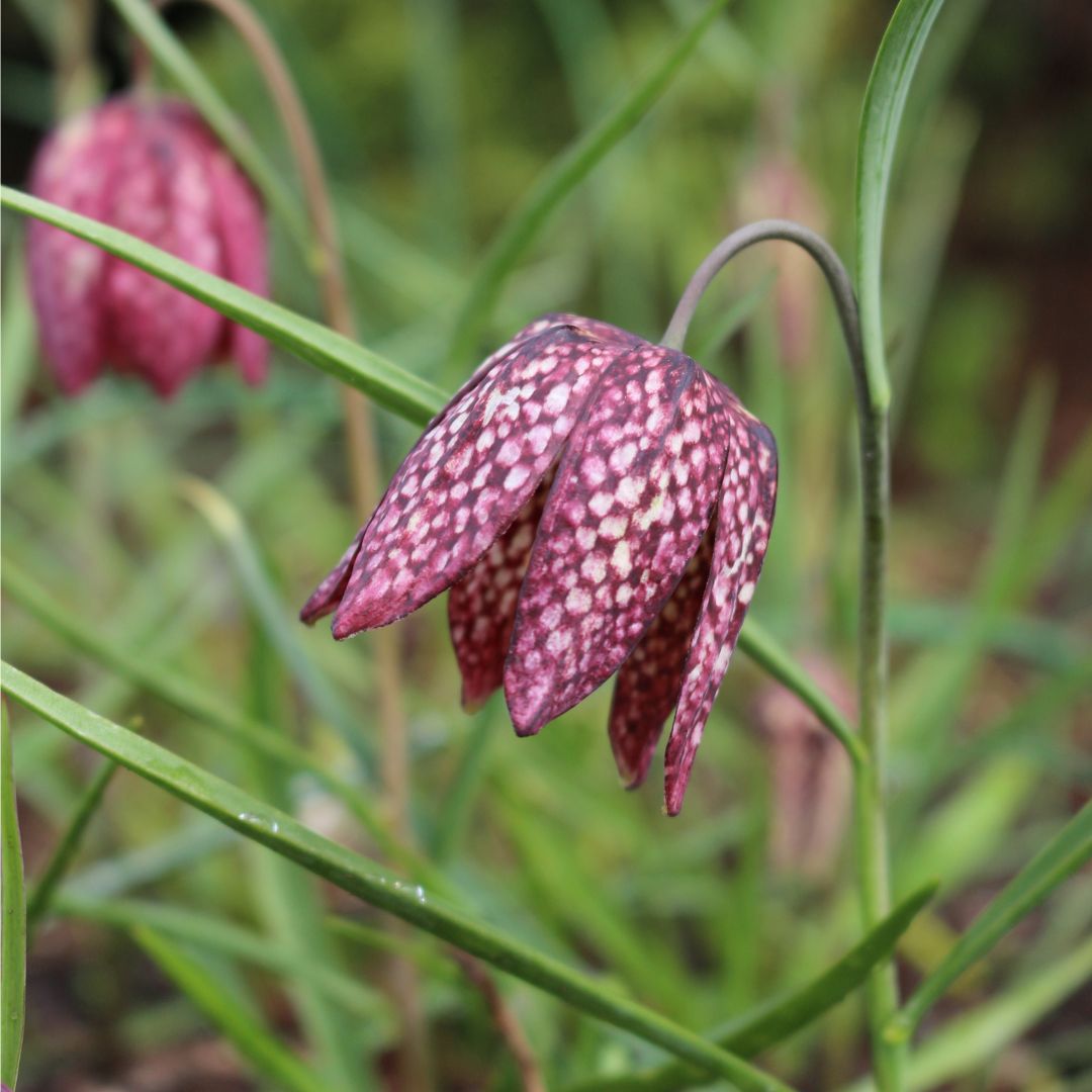 Fritillaria - Checkered Lily, Meleagris, 10 Pack