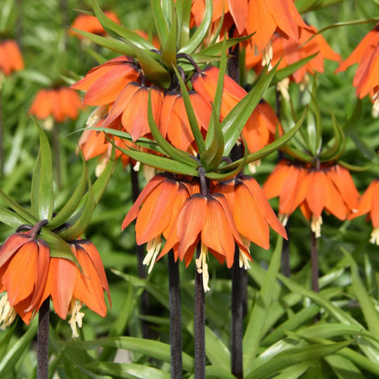 Fritillaria - Orange Beauty, 1 Pack