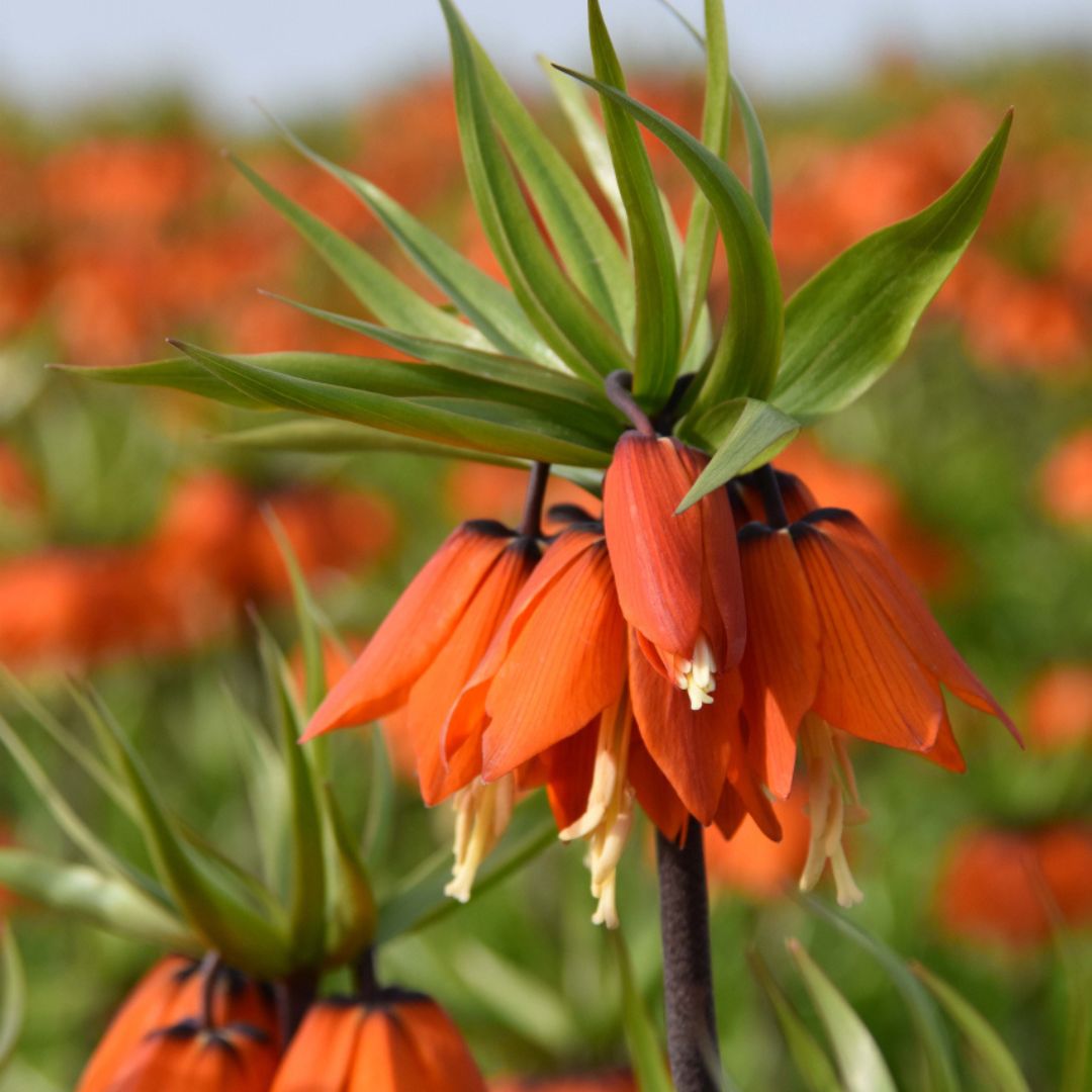 Fritillaria - Orange Beauty, 1 Pack