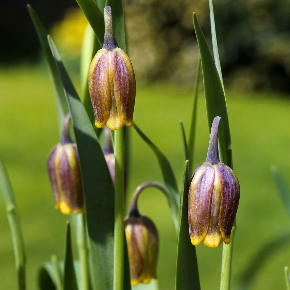 Fritillaria - Uva Vulpis, 10 Pack