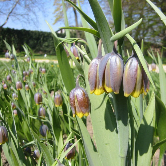 Fritillaria - Uva Vulpis, 10 Pack