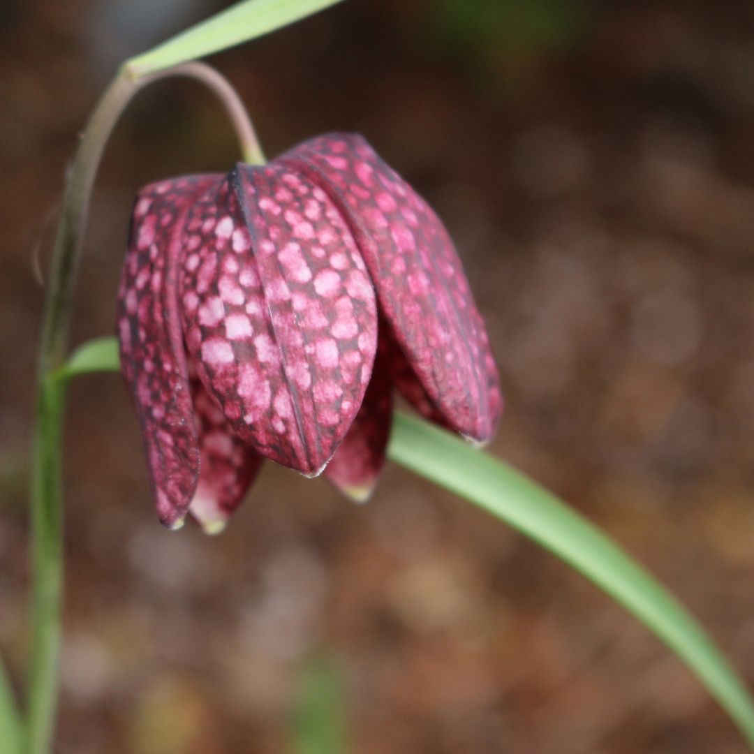 Fritillaria - Checkered Lily, Meleagris, 10 Pack